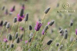 Dalea purpurea var. purpurea