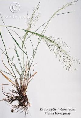 Eragrostis intermedia