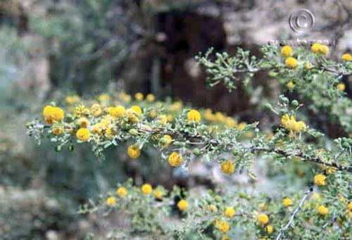 Acacia constricta