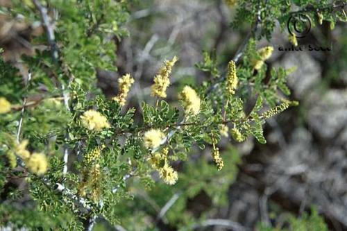 Acacia greggii