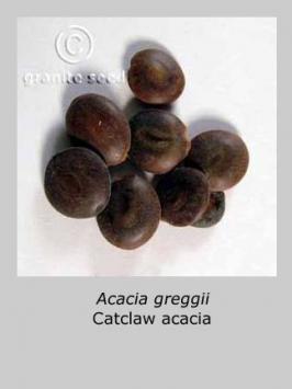 acacia  greggii  product gallery #4