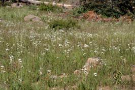 achillea  millefolium var.occidentalis  product gallery #7