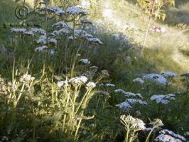 achillea  millefolium var.occidentalis  product gallery #8