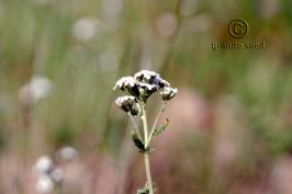 achillea  millefolium var.occidentalis  product gallery #9