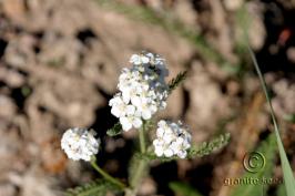 achillea  millefolium var.occidentalis  product gallery #1