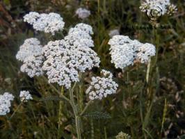 achillea  millefolium var.occidentalis  product gallery #2