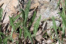 achillea  millefolium var.occidentalis  product gallery #3