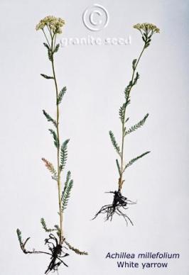 achillea  millefolium var.occidentalis  product gallery #4