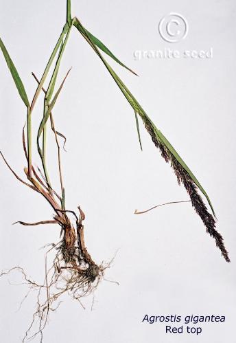 Agrostis gigantea