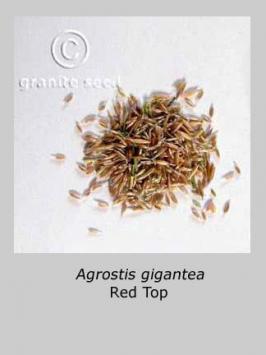 agrostis  gigantea  product gallery #2