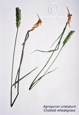 agropyron  cristatum  product gallery #3