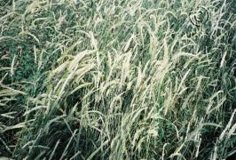 agropyron  cristatum  product gallery #2