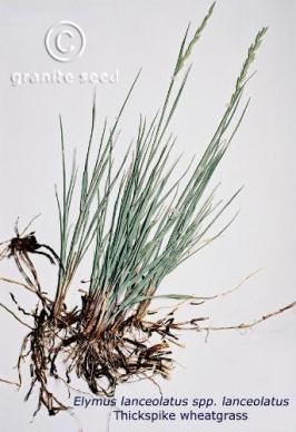 elymus  lanceolatus ssp. lanceolatus  product gallery #2