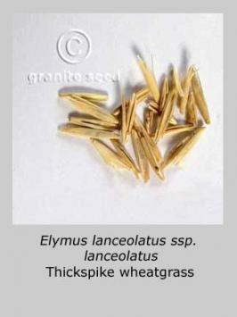 elymus  lanceolatus ssp. lanceolatus  product gallery #3