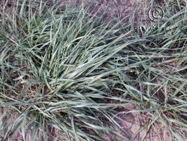 Agropyron desertorum