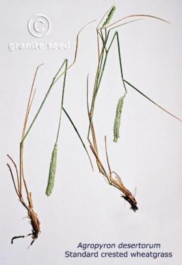 agropyron desertorum  product gallery #3