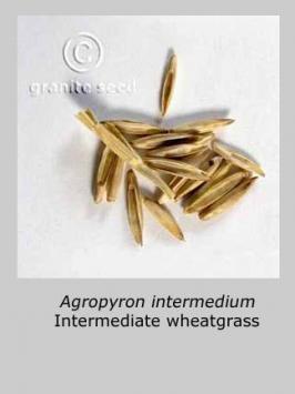 thinopyrum  intermedium  product gallery #4