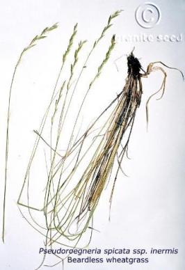 Pseudoroegneria spicata ssp. inermis