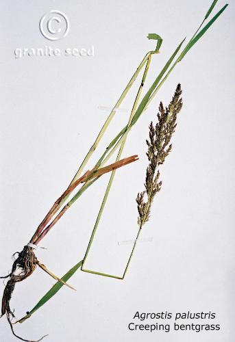 Agrostis stolonifera