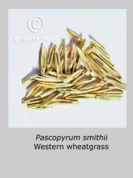 pascopyrum  smithii  product gallery #4