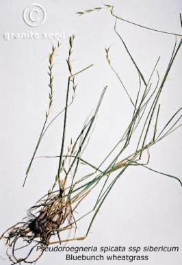 pseudoroegneria  spicata ssp. spicata  product gallery #2