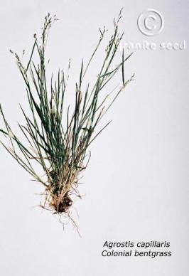 agrostis  capillaris  product gallery #2