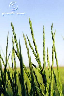 Elymus trachycaulus ssp. trachycaulus