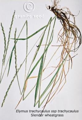 elymus   trachycaulus ssp. trachycaulus  product gallery #2