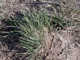 elymus   trachycaulus ssp. trachycaulus  product gallery #3