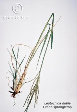 Leptochloa dubia