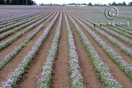 lobularia  maritima  product gallery #1