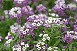 lobularia  maritima  product gallery #2