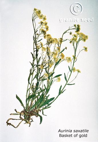 Aurinia saxatilis