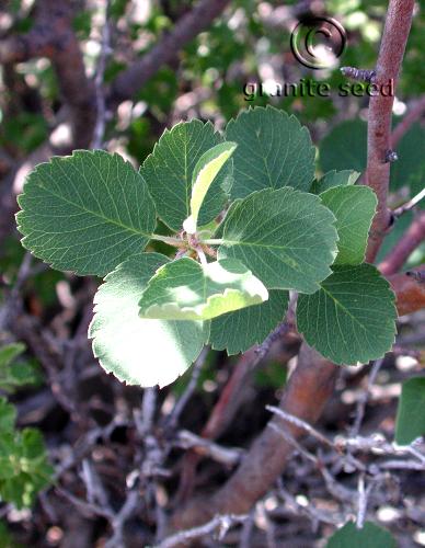 Amelanchier alnifolia