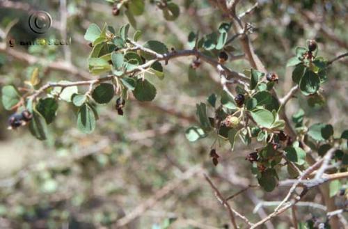 Amelanchier utahensis