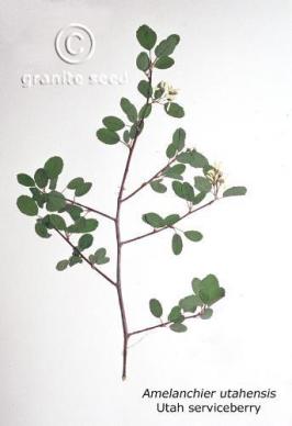 amelanchier  utahensis  product gallery #2