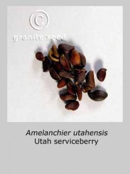 amelanchier  utahensis  product gallery #3