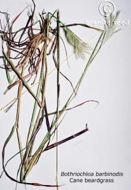 Bothriochloa barbinodis