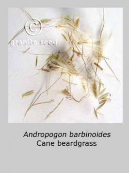 bothriochloa  barbinodis  product gallery #2