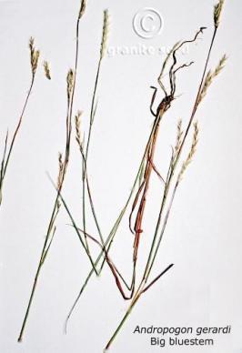 Andropogon gerardii