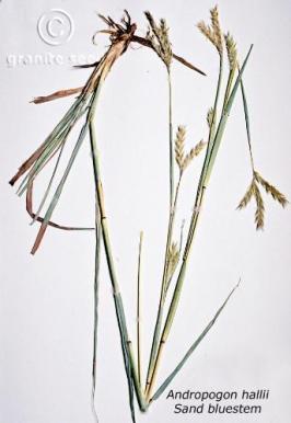 Andropogon hallii