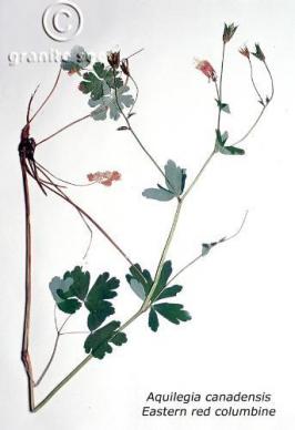 Aquilegia Canadensis