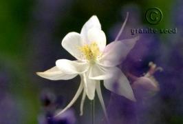 Aquilegia Coerulea