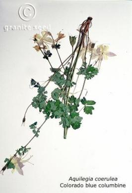 aquilegia  coerulea  product gallery #2