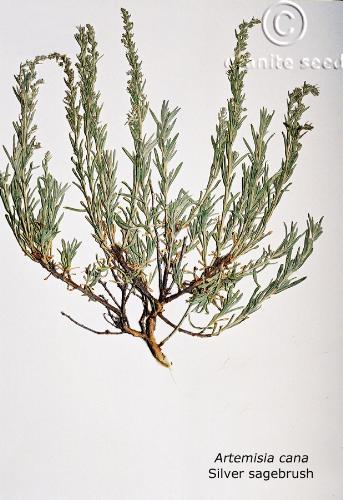 Artemisia cana