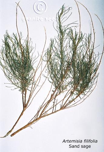 Artemisia filifolia