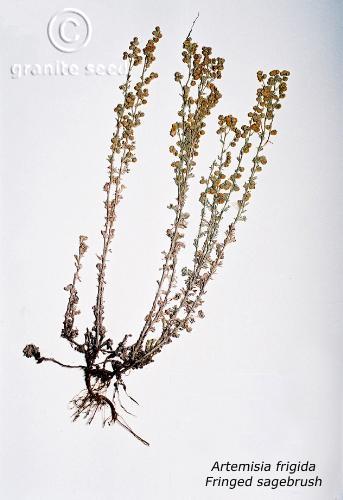 Artemisia frigida