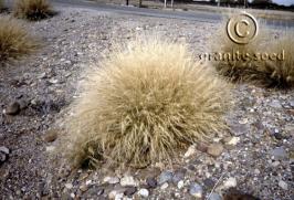 Aristida purpurea var. purpurea