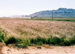 aristida purpurea  var. purpurea  product gallery #2