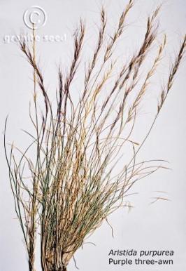 aristida purpurea  var. purpurea  product gallery #3